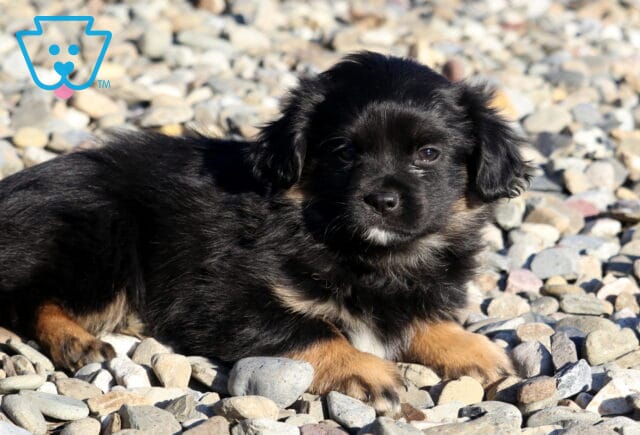 Bambi Pekingese Mix image