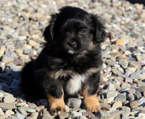 Bambi Pekingese Mix2