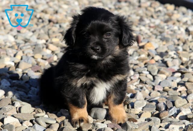 Bambi Pekingese Mix2 image