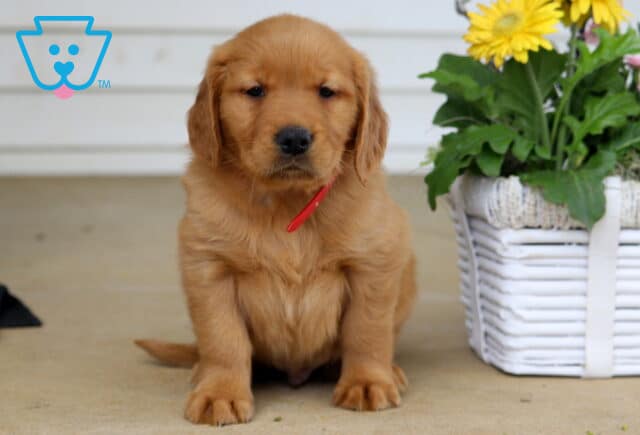 Barker Golden image