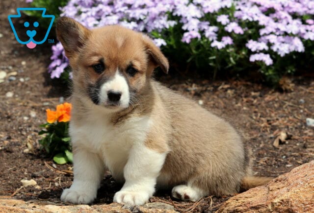 Bean Corgi image