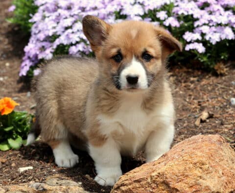 Bean Corgi2