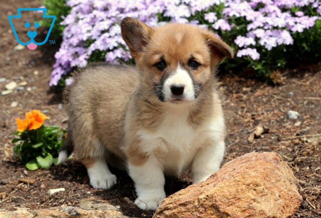 Bean Corgi2 image