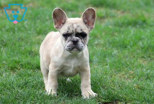 Bean Frenchie image