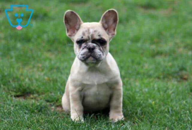 Bean Frenchie2 image
