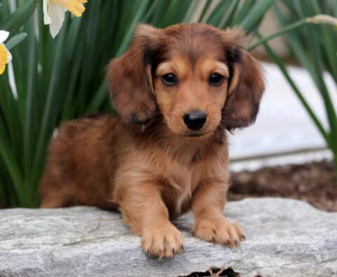 Bear Mini Dachshund