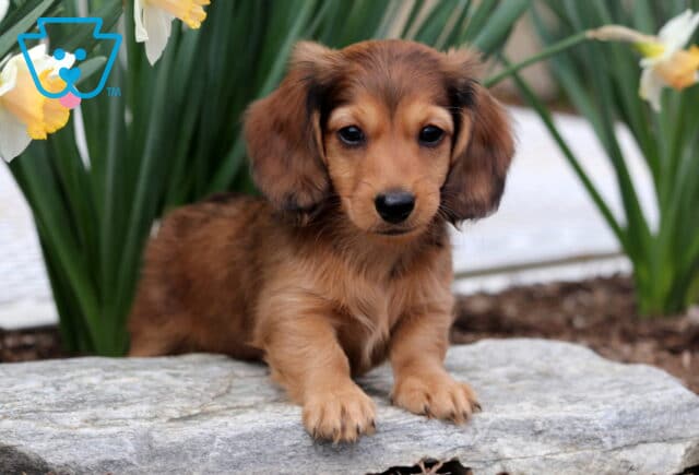 Bear Mini Dachshund image