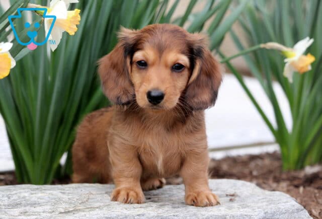 Bear Mini Dachshund2 image