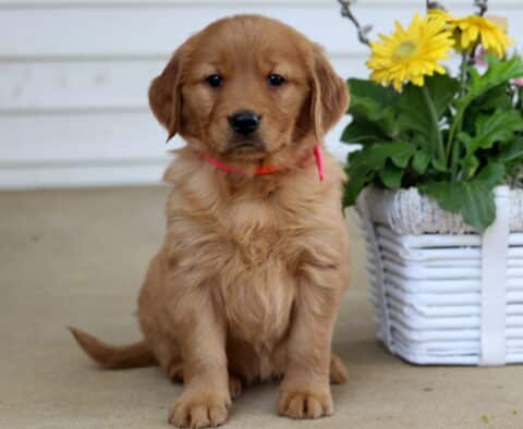 Beauty Golden