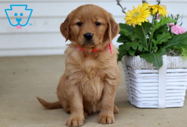 Beauty Golden image