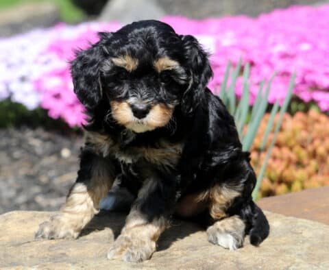 Becca Cavapoo