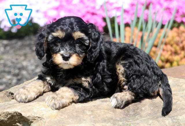 Becca Cavapoo2 image