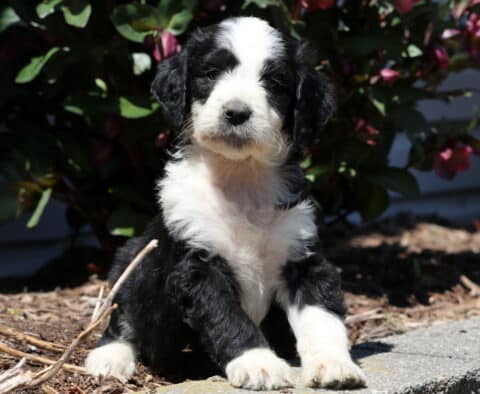Bella Aussiedoodle