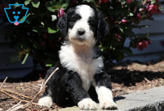 Bella Aussiedoodle image