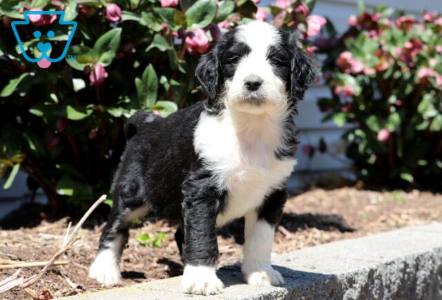 Bella Aussiedoodle2 image