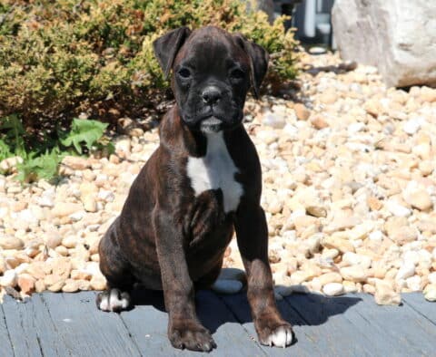 Bella Boxer2