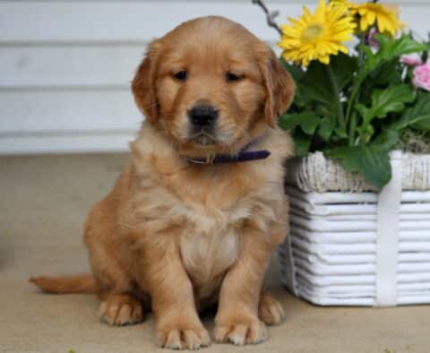 Benny Golden