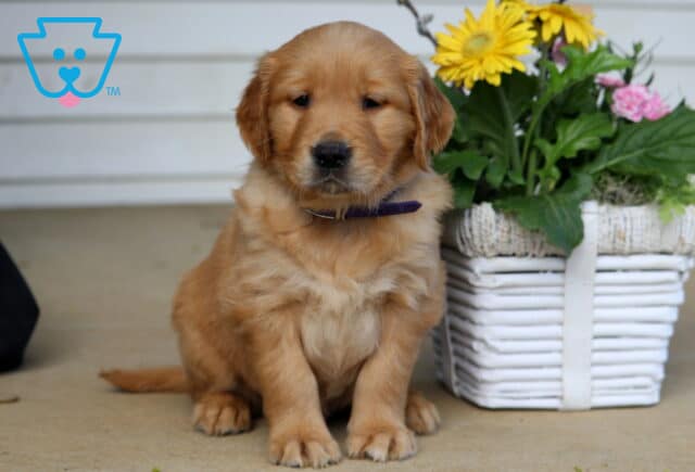 Benny Golden image