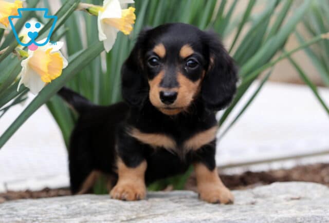 Benny Mini Dachshund image