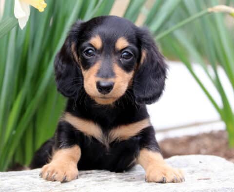 Benny Mini Dachshund2
