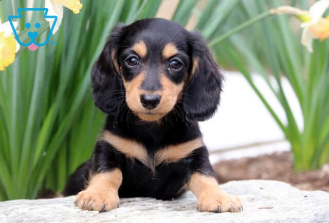 Benny Mini Dachshund2 image