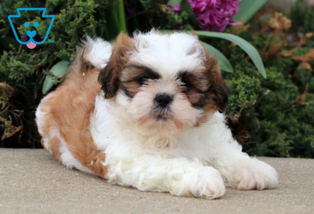 Benny Shih Tzu image