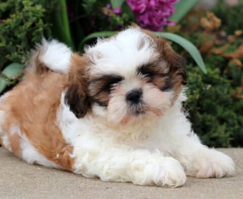 Benny Shih Tzu2