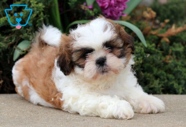 Benny Shih Tzu2 image