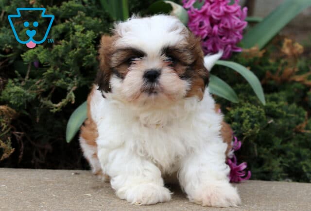 Benny Shih Tzu3 image
