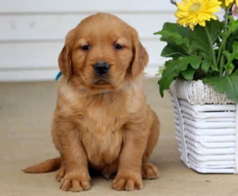 Benson Golden