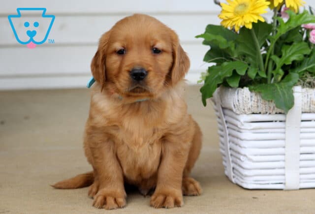Benson Golden image