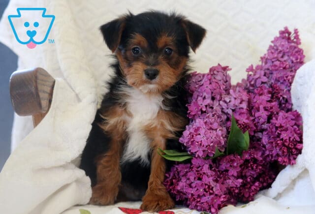 Sweet-faced Yorkiepoo puppy sitting upright next to a bunch of purple lilacs, nestled in a cozy white chair with a quilted background. image