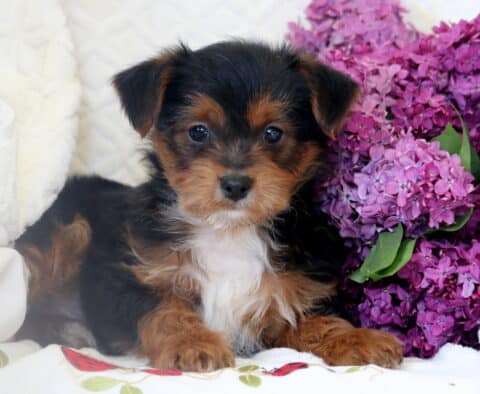 Adorable Yorkiepoo puppy with a fluffy black and tan coat lying next to a bunch of vibrant purple lilacs on a cozy white blanket.