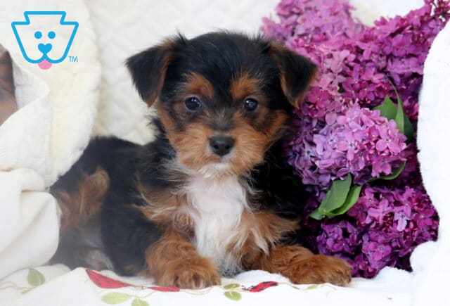 Adorable Yorkiepoo puppy with a fluffy black and tan coat lying next to a bunch of vibrant purple lilacs on a cozy white blanket. image