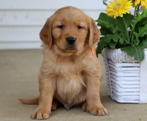 Bentley Golden