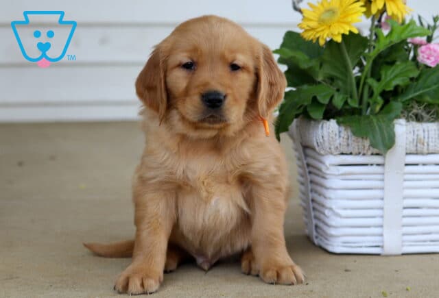 Bentley Golden image