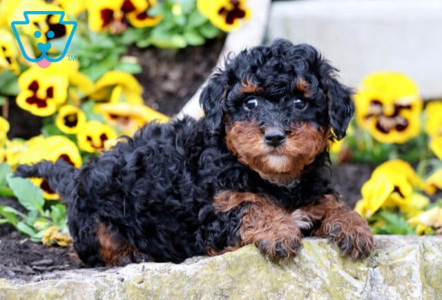 Berni Mini Poodle image