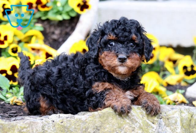 Berni Mini Poodle2 image