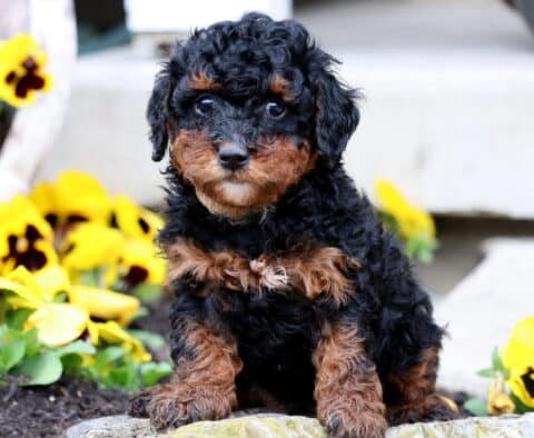 Berni Mini Poodle3