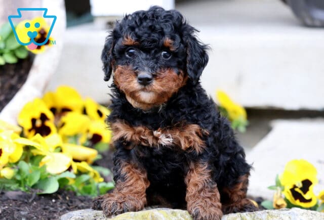 Berni Mini Poodle3 image