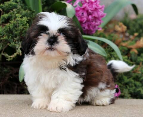 Billy SHih Tzu