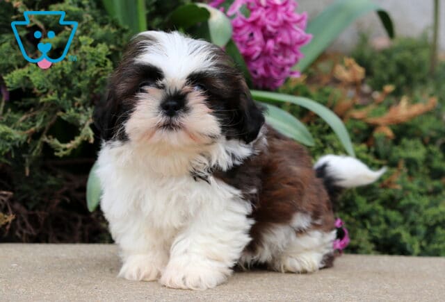 Billy SHih Tzu image
