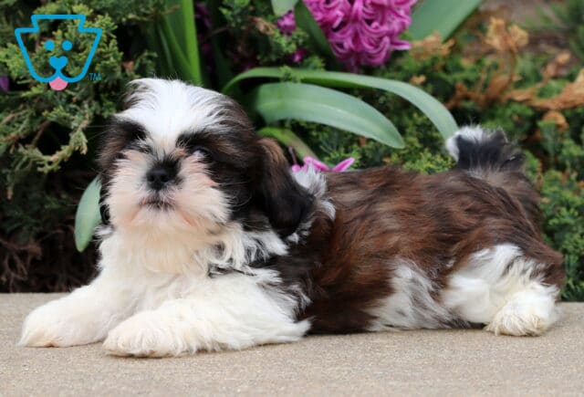 Billy SHih Tzu2 image