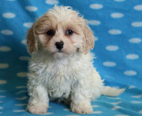 Bingo Cavachon2