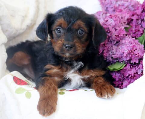 Yorkiepoo puppy with expressive eyes and silky black and tan coat lying on a floral blanket beside a bunch of bright purple lilacs in a wooden chair.