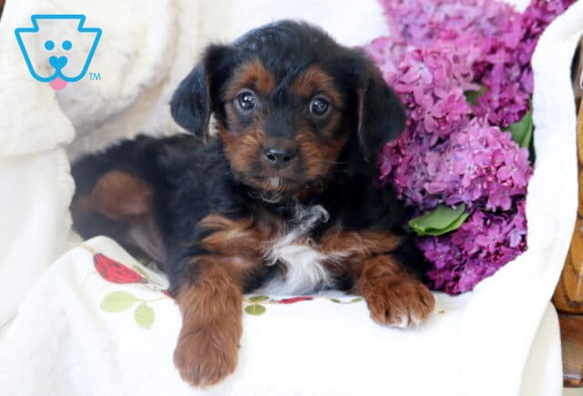 Yorkiepoo puppy with expressive eyes and silky black and tan coat lying on a floral blanket beside a bunch of bright purple lilacs in a wooden chair. image
