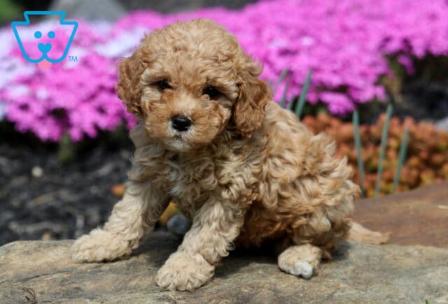 Biscuit Cavapoo image