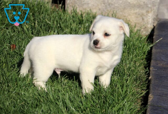 Blake Pekingese Mix image