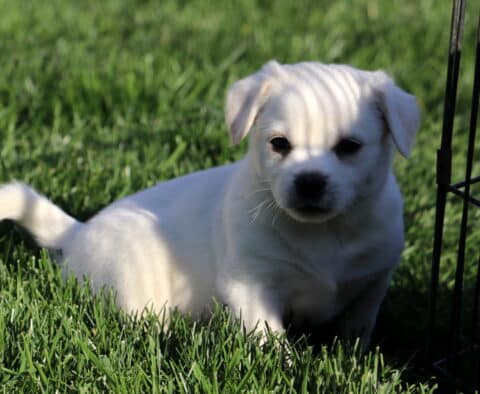 Blake Pekingese Mix2