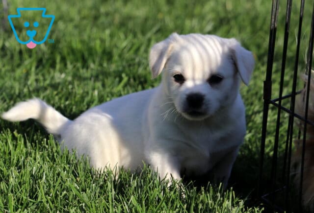 Blake Pekingese Mix2 image